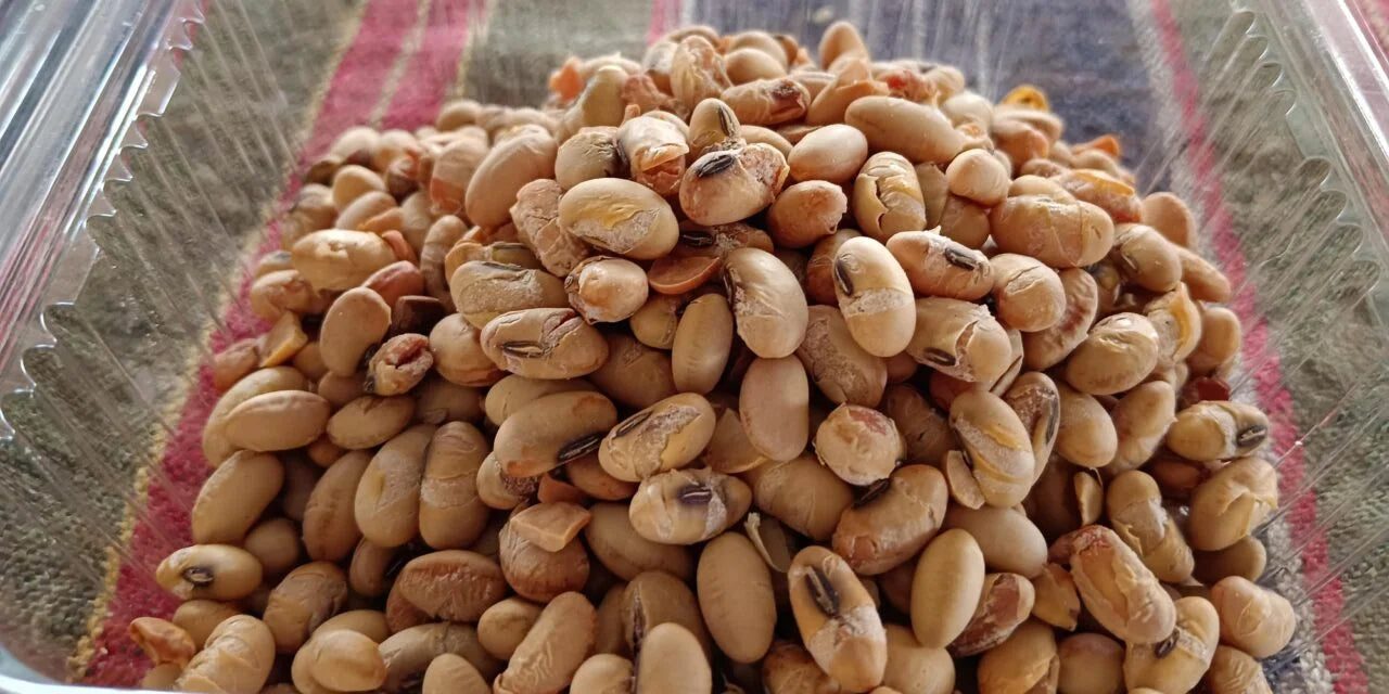 Warm season soybean seeds growing guide