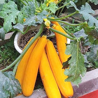 Cucurbita maxima Spaceship Squash seeds for planting in vegetable patch and urban farm