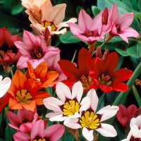 White Sparaxis Tricolor Flower seeds for Planting - Low Maintenance, Heirloom & GMO Free Seeds for Home Garden
