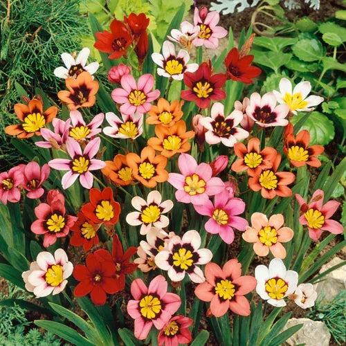 Pink Yellow Sparaxis Flower Seeds for Planting Fragrant Blossoms Heirloom & GMO Free Seeds for Home Garden
 
 Sale