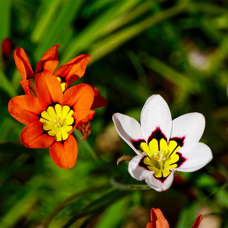 White Sparaxis Tricolor Flower seeds for Planting - Low Maintenance, Heirloom & GMO Free Seeds for Home Garden