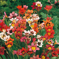 Mixed Sparaxis Flower seeds for Planting - Bright Blooms, Heirloom & GMO Free Seeds for Home Garden