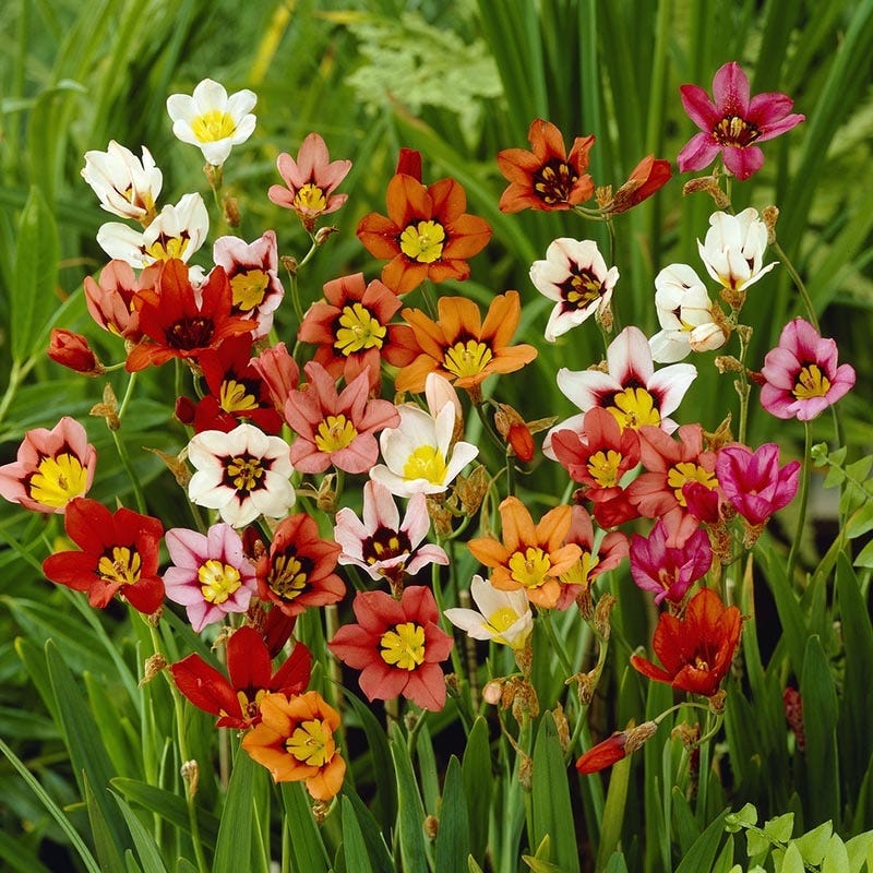 Sparaxis Mix Seeds for Planting  Colorful Garden Flowers