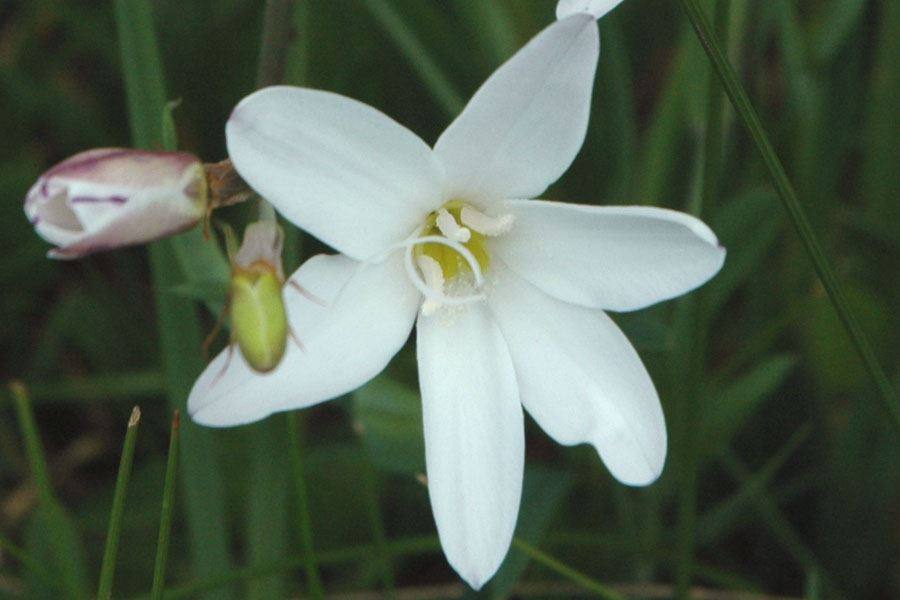 White Sparaxis Flower seeds for Planting Cut Flower Favorite Heirloom & GMO Free Seeds for Home Garden 
 
 Sale