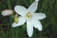 White Sparaxis Flower seeds for Planting Cut Flower Favorite Heirloom & GMO Free Seeds for Home Garden 
 
 Sale