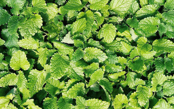 Spearmint seeds non GMO for planting