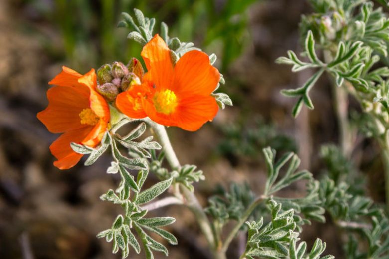 Globemallow Flower seeds for Planting Colorful Display Heirloom & GMO Free Seeds for Home Garden