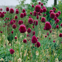 Sphaerocephalon flowers adding color to landscapes