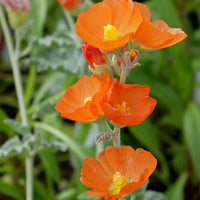 Globemallow Flower seeds for Planting Drought Tolerant Heirloom & GMO Free Seeds for Home Garden