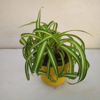 Chlorophytum Flower seeds for Planting Seasonal Bloomer Heirloom & GMO Free Seeds for Home Garden 
 
 Sale for planting in home garden