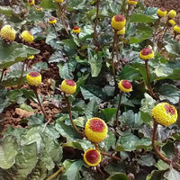Spilanthes Flower Planting for Colorful Gardens  Seeds for Vibrant and Unique Blooms