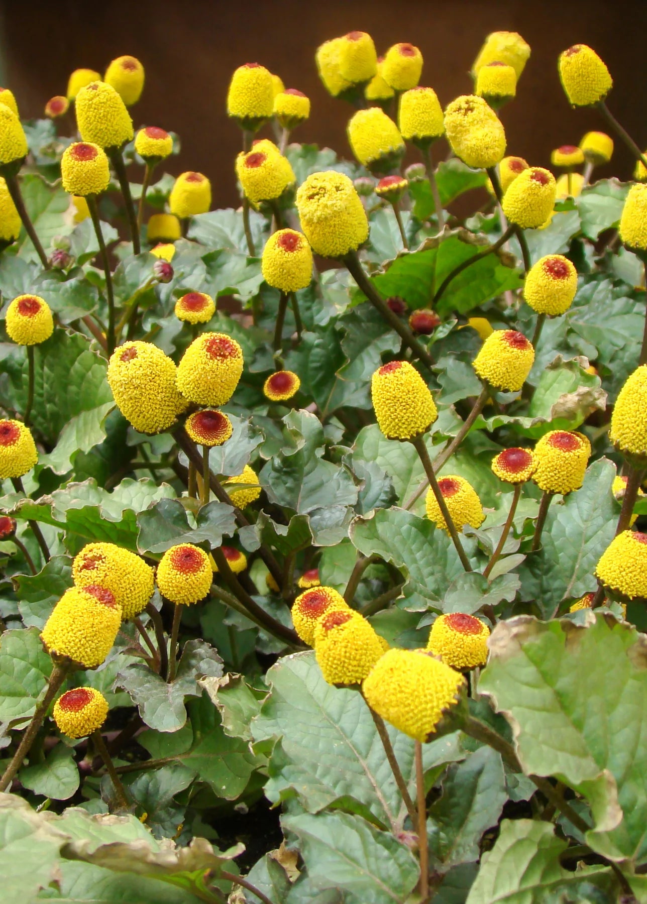 Spilanthes Oleracea Flower seeds for Planting Sun Loving Heirloom & GMO Free Seeds for Home Garden