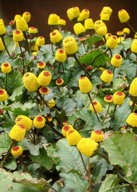 Spilanthes Oleracea Flower seeds for Planting Sun Loving Heirloom & GMO Free Seeds for Home Garden
