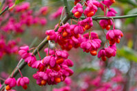 Spindle Flower seeds for Planting Compact Growth Heirloom & GMO Free Seeds for Home Garden