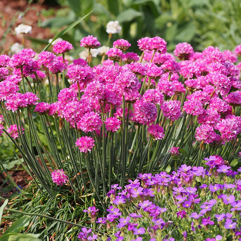 Baby Pink Mini Violet Flower Seeds for Planting Seasonal Bloomer Heirloom & GMO Free Seeds for Home Garden
 
 Sale