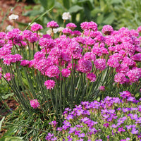Baby Pink Mini Violet Flower Seeds for Planting Seasonal Bloomer Heirloom & GMO Free Seeds for Home Garden
 
 Sale