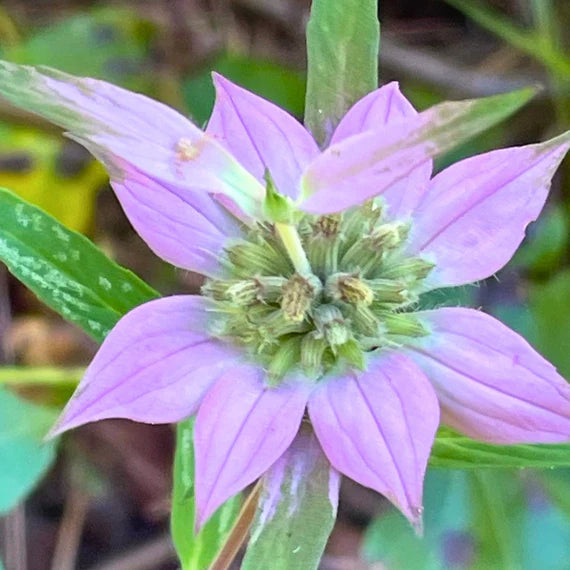 Purple Monarda Punctata Flower seeds for Planting Drought Tolerant Heirloom & GMO Free Seeds for Home Garden 
 
 Sale