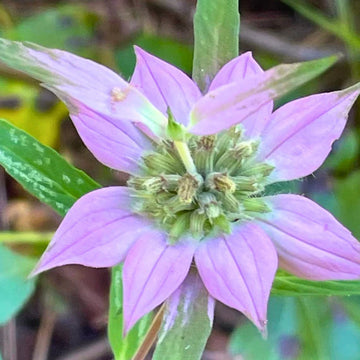 Purple Monarda Punctata Flower seeds for Planting Drought Tolerant Heirloom & GMO Free Seeds for Home Garden 
 
 Sale