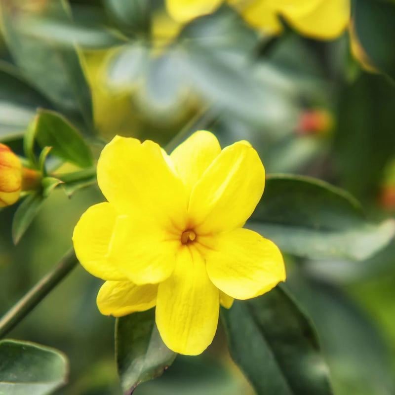 Yellow Jasminum Sambac Seeds for Planting Fragrant Garden Flowers