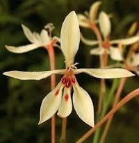 Spring Blooming Babiana Tubulosa Flowers