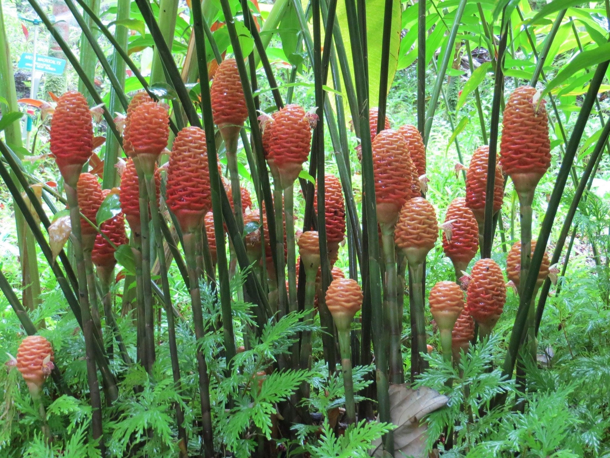 Spring Blooming Tropical Beehive Ginger Flowers