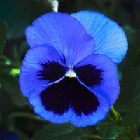 Spring Blooming Blue Pansy Flowers