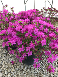 Spring Blooming Violet Azalea Flowers