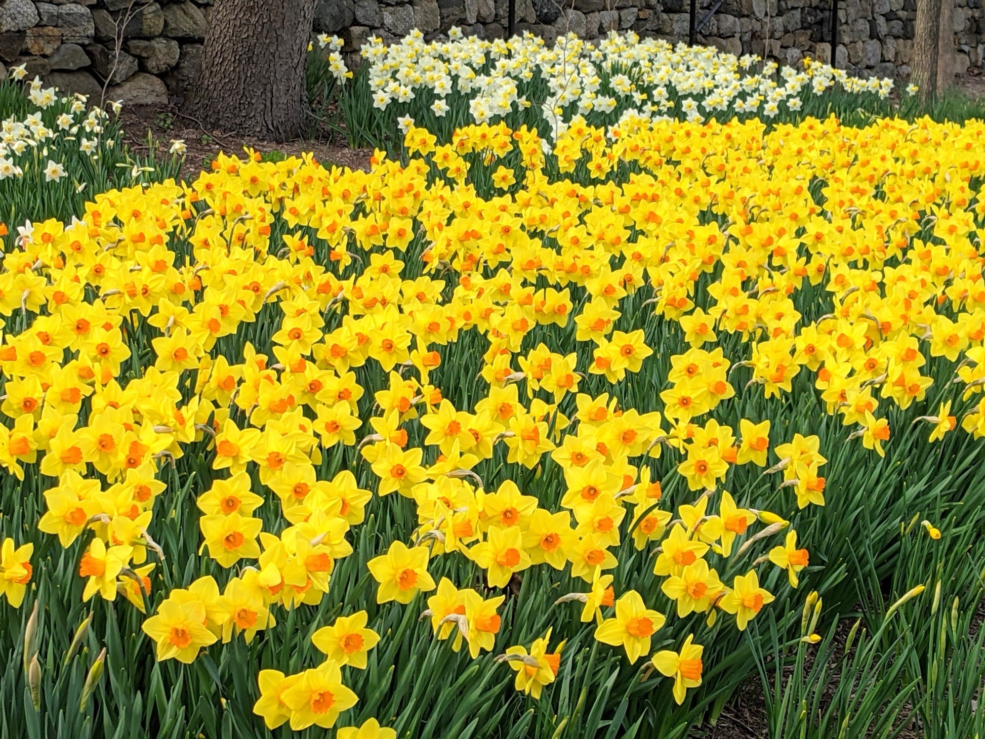 Spring Blooming Yellow Daffodil Flowers