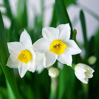 Spring Blooming Daffodil Flowers