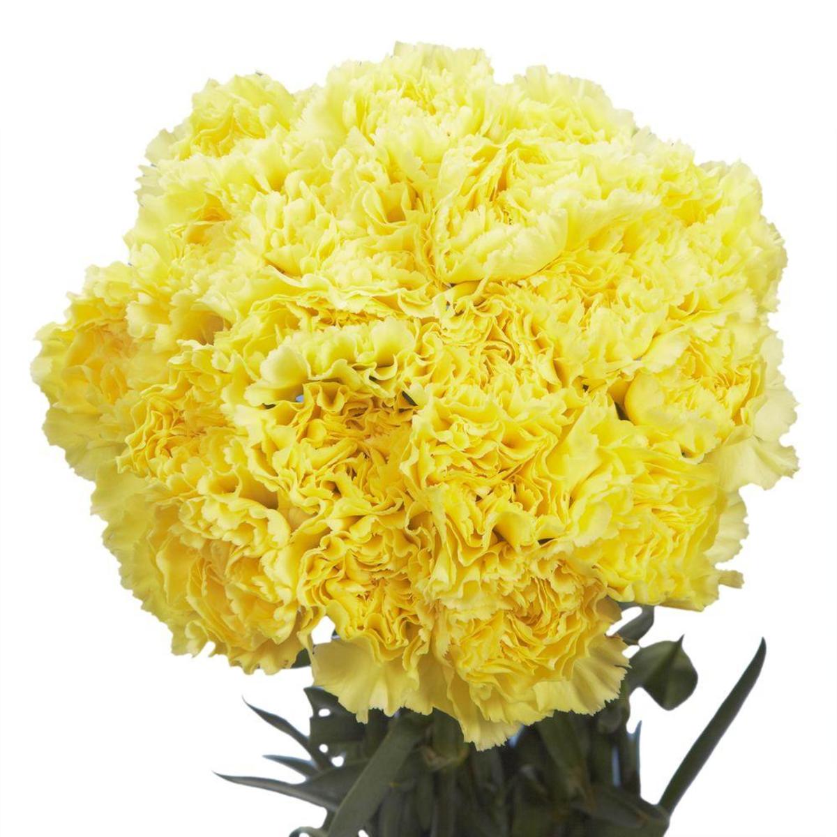 Spring Dark Yellow Carnation Flowers for Garden Beds