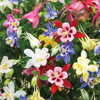 Columbine Flower seeds for Planting Premium Quality Heirloom & GMO Free Seeds for Home Garden