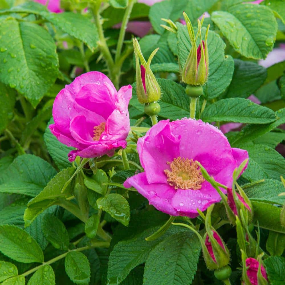 Kartoffelrose Flower seeds for Planting - Colorful Display, Heirloom & GMO Free Seeds for Home Garden