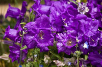 Purple Daffodils Blooming in Spring Garden