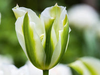 Green Tulip Flower seeds for Planting - Perfect for Borders, Heirloom & GMO Free Seeds for Home Garden