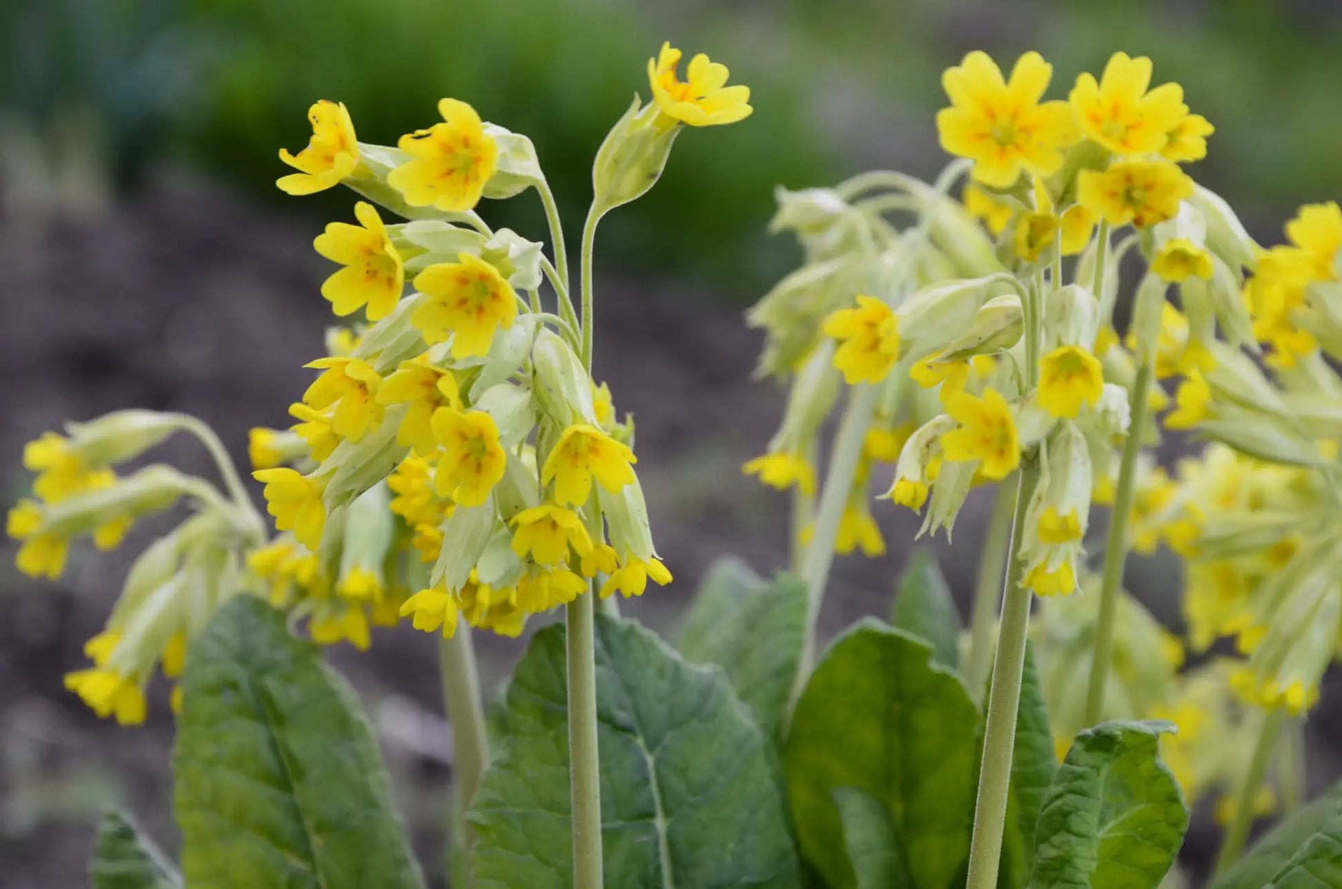 Heirloom Veris Flower seeds for Planting Wildflower Mix Heirloom & GMO Free Seeds for Home Garden
