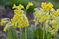 Heirloom Veris Flower seeds for Planting Wildflower Mix Heirloom & GMO Free Seeds for Home Garden