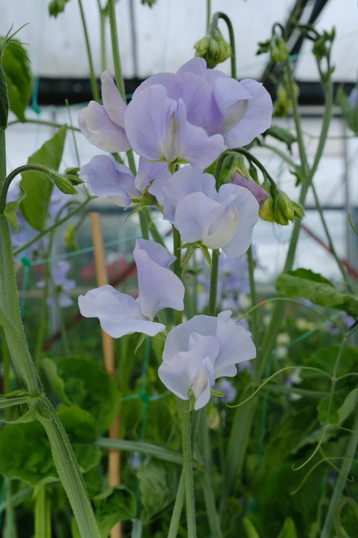 Light Blue Sweet Pea Flower seeds for Planting Compact Growth Heirloom & GMO Free Seeds for Home Garden