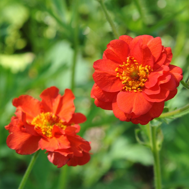 Red Bradshaw Flower seeds for Planting - Easy to Grow, Heirloom & GMO Free Seeds for Home Garden