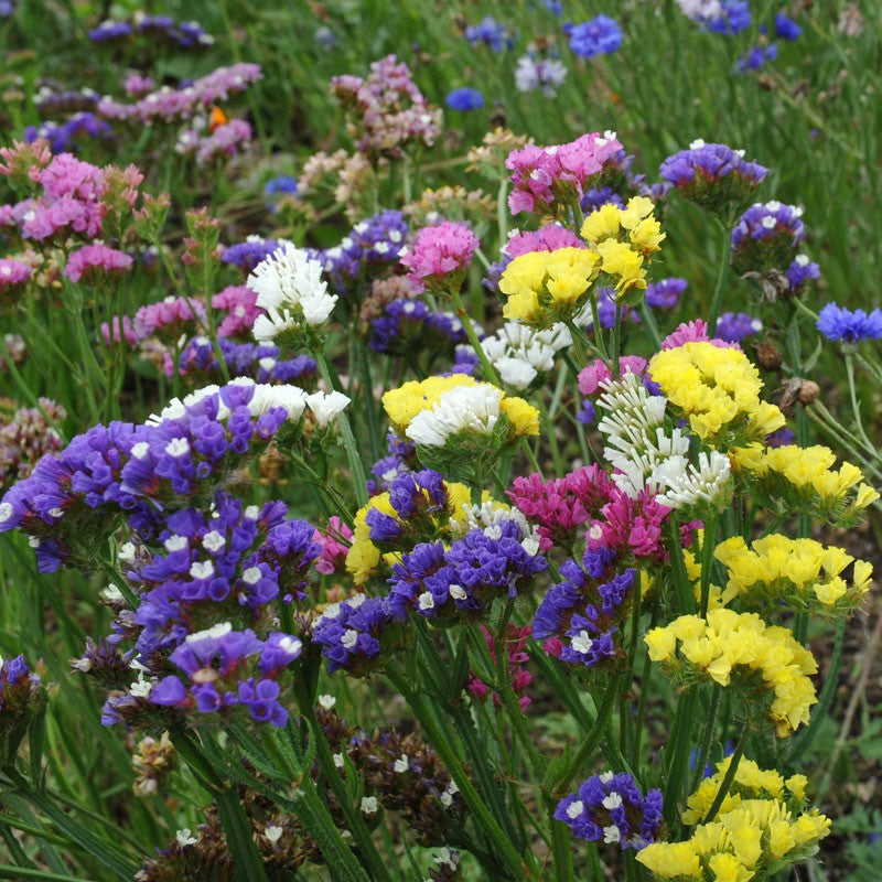 Statice Mix Planting Seeds  Vibrant Blooms for Spring Gardens