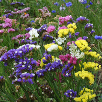 Statice Mix Planting Seeds  Vibrant Blooms for Spring Gardens