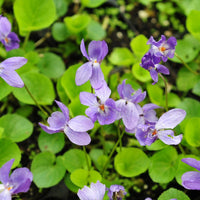Clarkia Passion Viola Seeds for Beautiful Violet Flowers