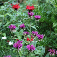 Lavender Monarda Flower seeds for Planting - Wildflower Mix, Heirloom & GMO Free Seeds for Home Garden