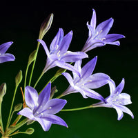Fabiola Flower seeds for Planting - Sun Loving, Heirloom & GMO Free Seeds for Home Garden