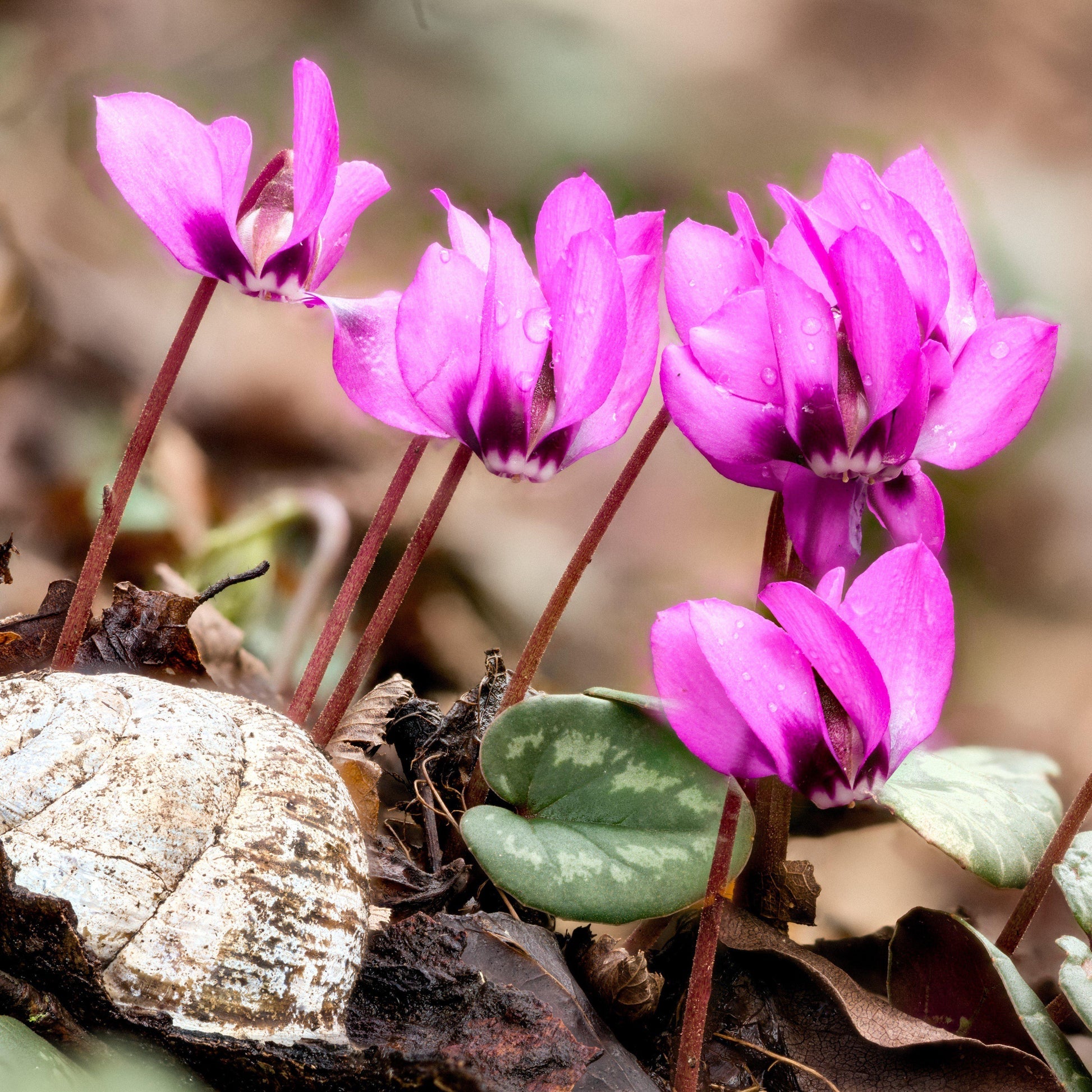 Violet Cyclamen Flower seeds for Planting Drought Tolerant Heirloom & GMO Free Seeds for Home Garden