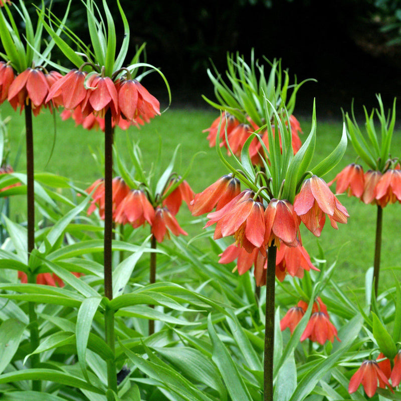 Imperial Crown Flower seeds for Planting - Fragrant Blossoms, Heirloom & GMO Free Seeds for Home Garden
 
 Sale for planting in home garden