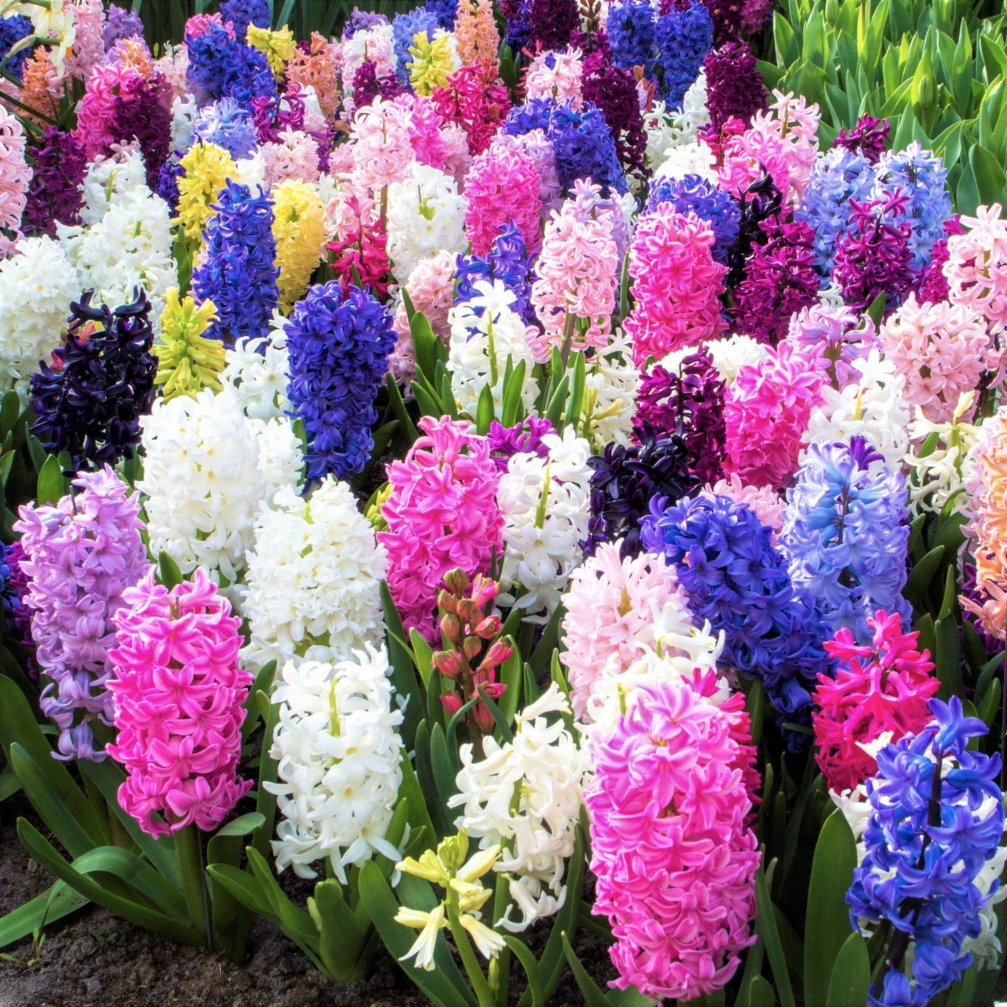Heirloom Hyacinth Flower seeds for Planting Garden Favorite Heirloom & GMO Free Seeds for Home Garden
