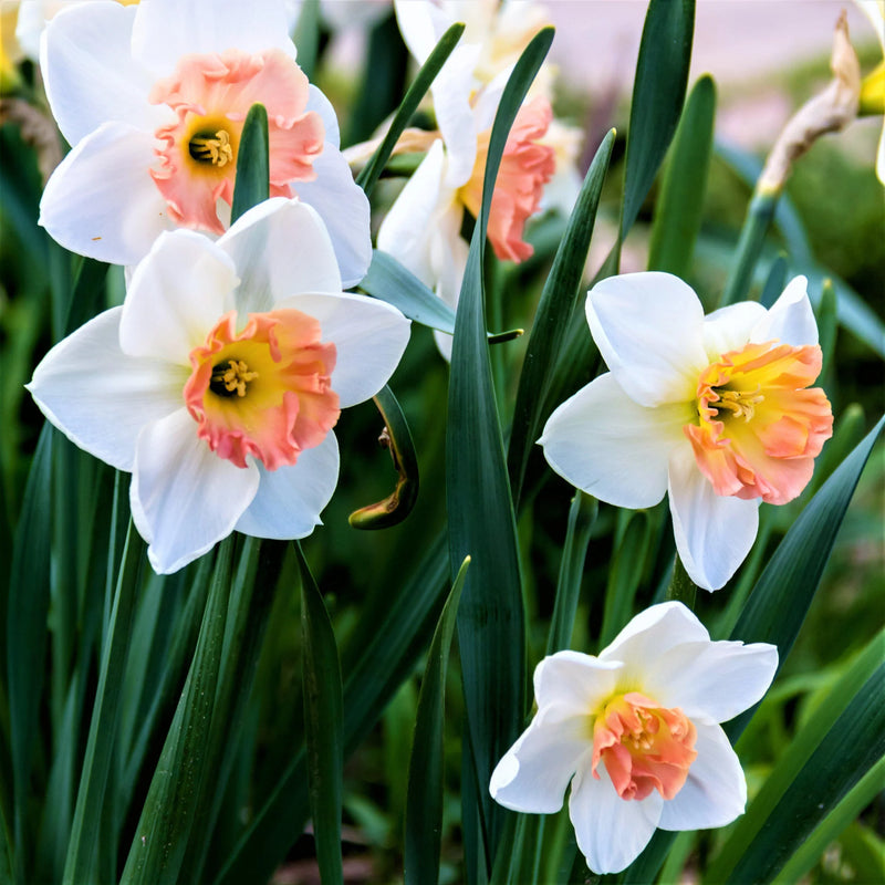 Narcissus Flower Seeds for Planting - White Pink Varieties for Stunning Gardens