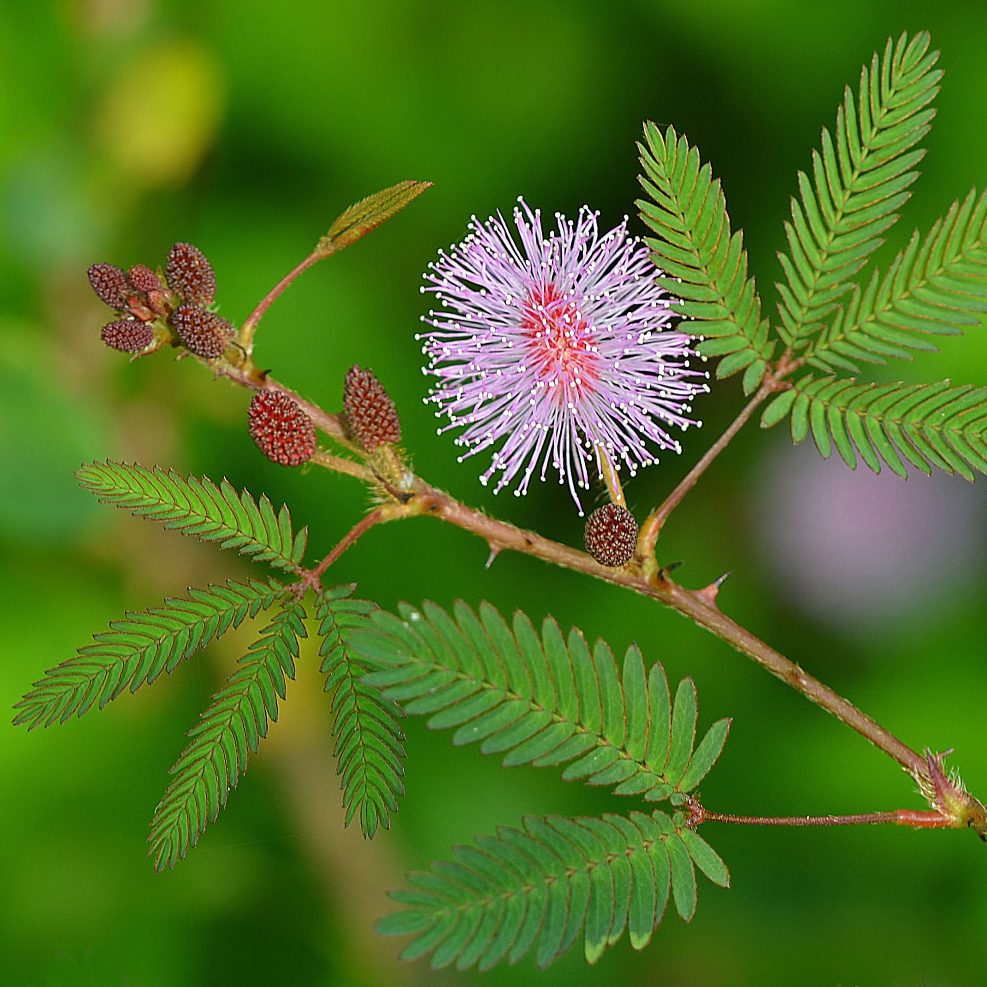 Mimosa Pudica Flower seeds for Planting - Fragrant Blossoms, Heirloom & GMO Free Seeds for Home Garden