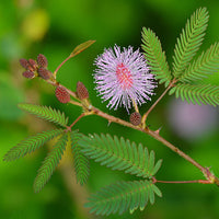 Mimosa Pudica Flower seeds for Planting - Fragrant Blossoms, Heirloom & GMO Free Seeds for Home Garden