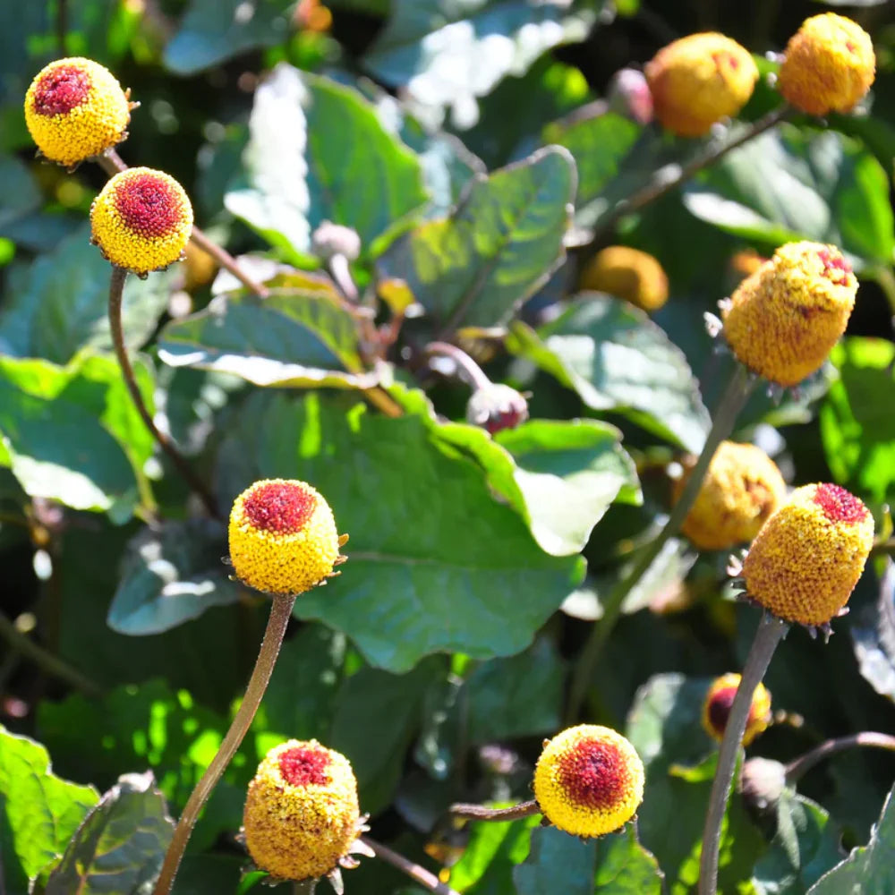 Acmella Oleracea Flower seeds for Planting - Cut Flower Favorite, Heirloom & GMO Free Seeds for Home Garden